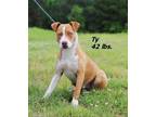 Adopt Ty a Mixed Breed