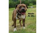 Adopt Macho a Mixed Breed