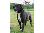 Adopt Jasper a Mixed Breed