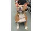 Adopt Party Marty a American Staffordshire Terrier