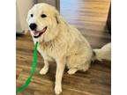 Adopt BOLT ADOPTED! a Great Pyrenees, Mixed Breed