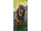 Adopt McGruff a Bloodhound, Mixed Breed