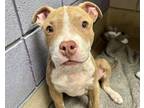 Adopt PRESTON a American Staffordshire Terrier, Mixed Breed
