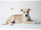 Adopt Rio a Shepherd, Mixed Breed