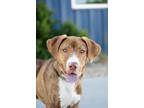 Adopt Huckleberry a Mixed Breed