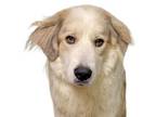 Adopt Aztec a Great Pyrenees, Mixed Breed