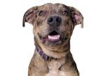 Adopt Chip a Catahoula Leopard Dog, Mixed Breed