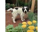 Adopt Zen a Great Pyrenees, Poodle