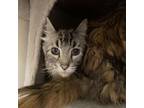 Adopt Oliver a Maine Coon