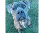 Adopt HUNKY a Pit Bull Terrier