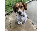 Adopt T-Pain a Beagle, Basset Hound