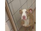 Adopt Charles a Pit Bull Terrier
