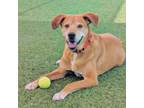 Adopt Champ a Mixed Breed