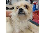 Adopt Toby a Brussels Griffon