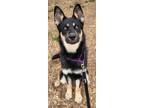 Adopt Buzzy a Shepherd