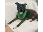 Adopt Pub (Palo) a Pit Bull Terrier, Mixed Breed