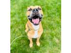 Adopt Curious a Mixed Breed