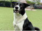 Adopt Barnaby a Border Collie, Mixed Breed