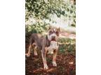 Adopt 73579A Scamper a American Staffordshire Terrier, Mixed Breed