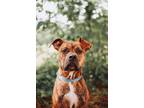 Adopt 73332a Allister a Boxer, American Staffordshire Terrier