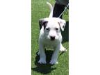 Adopt SNOOPY a Pit Bull Terrier, Mixed Breed