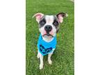 Adopt Gnash a Mixed Breed, Boston Terrier