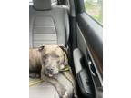 Adopt Bean a Pit Bull Terrier, Mixed Breed