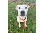 Adopt Hammie a Pit Bull Terrier, Mixed Breed