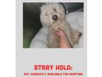 Adopt Stanley a Mixed Breed