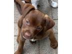 Adopt Stucco a Mixed Breed