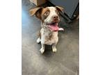 Adopt Spackle a Mixed Breed