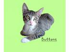 Adopt Buttons #loney-guy a Tabby