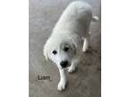 Adopt Liam LGCR Litter ATX a Great Pyrenees