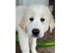 Adopt Louis LGCR Litter ATX a Great Pyrenees