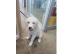 Adopt 55987256 a Great Pyrenees, Mixed Breed