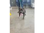 Adopt Rocco a Pit Bull Terrier, Mixed Breed