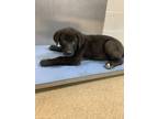Adopt 55983712 a Labrador Retriever, Mixed Breed