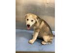 Adopt 55983621 a Labrador Retriever, Mixed Breed