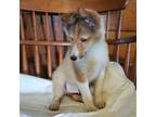 Shetland Sheepdog Puppy for sale in Hudson, MI, USA