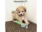 Havachon Puppy for sale in Gordonsville, TN, USA