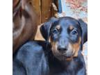 Doberman Pinscher Puppy for sale in Bedford, IN, USA
