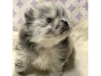 Pomeranian Puppy for sale in Kingston, OK, USA