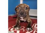 Adopt 55974503 a Mountain Cur, Mixed Breed