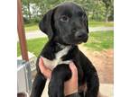Adopt 55982248 a Labrador Retriever, Mixed Breed