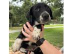 Adopt 55982259 a Labrador Retriever, Mixed Breed