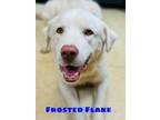 Adopt Frosted Flake a Great Pyrenees, Mixed Breed