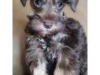 Schnauzer (Miniature) Puppy for sale in Camilla, GA, USA