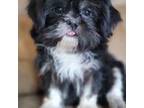Shih Tzu Puppy for sale in Camilla, GA, USA