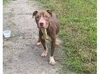 Adopt PHILLY a American Staffordshire Terrier