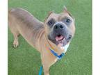 Adopt LITTLE GUY a American Staffordshire Terrier, Mixed Breed